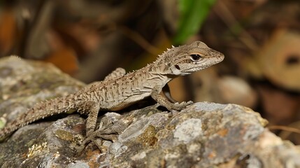 Naklejka premium Tarentola mauritanica, salamanquesa