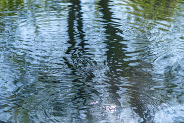 Circles on the water in the river from the movement of fish, fishing