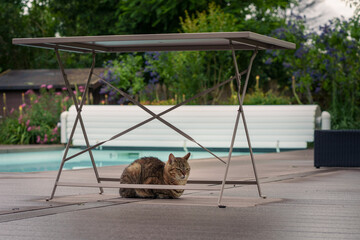 chat sous la table 