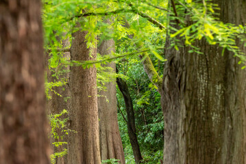 森のラクウショウ