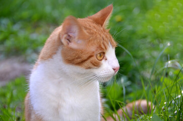 Bright portrait of cute red alley cat.