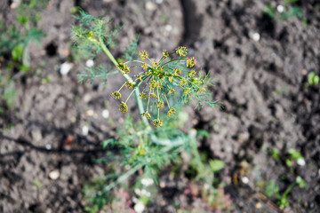 Koper ogrodowy, Anethum graveolens L. © Marcin Łazarczyk