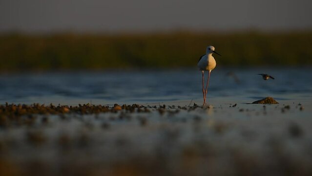 Black-winged Stilt (Himantopus himantopus) is usually feeds in freshwater areas, lake edges, seaside and river beds. They were seen feeding in the Kabakli pond in Diyarbakır.