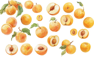 apricot watercolor clipart	