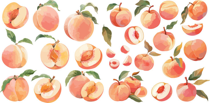 peach watercolor clipart	