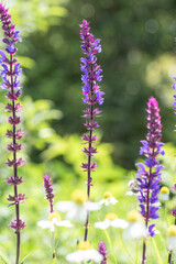 群生するカモミールとサルビア・ネモローサ・カラドンナ