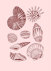 Seashell collection, summer beach, seashell set. Red shells, poster, print.