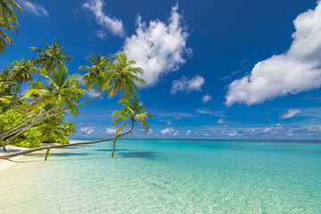 Summer beach landscape. Tropical island paradise. Exotic coast, palm trees, pristine sea, blue happy sky. Amazing nature pattern. Exotic destination travel background, vacation mood perfect wallpaper
