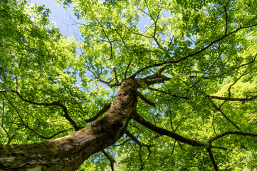 ブナの新緑と木漏れ日