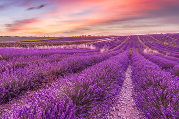 Wonderful nature landscape, amazing sunset scenery with blooming lavender flowers. Moody sky, pastel colors on bright landscape view. Floral panoramic meadow nature in lines with trees and horizon

