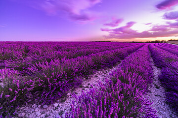 Picturesque colorful floral atmosphere. Beautiful natural view French blooming scenic sunset bliss. Sunset violet lavender flower field in Provence, France, Valensole. Summer nature amazing landscape