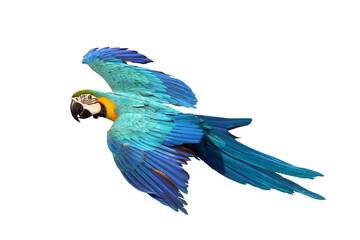 Colorful flying Blue and Gold Macaw parrot isolated on transparent background png file