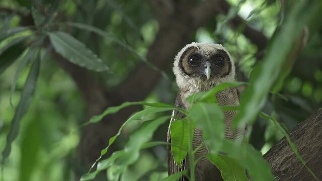 true owl, typical owl, Strigidae tropical bird specie form Asia