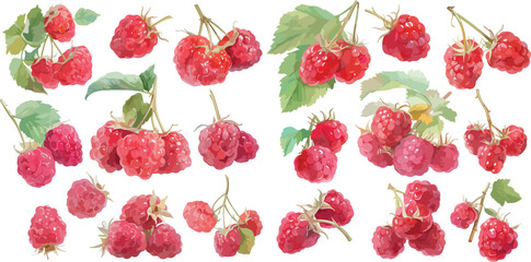raspberry watercolor clipart	