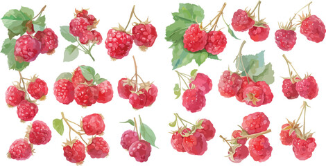 raspberry watercolor clipart	