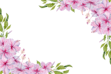 Pink Hibiscus Flowers with leaves postcard composition. Watercolor illustration isolated on transparent background. Copy space floral card design with realistic botanical branches for invitations