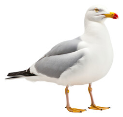 Naklejka premium PNG Seagull animal white bird.
