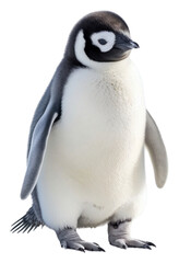 Fototapeta premium PNG Baby penguin animal white bird.