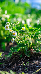 strawberry bushes with white flowers, summer
