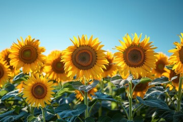 Obraz premium A field of sunflowers in full bloom, with a clear blue sky overhead. 