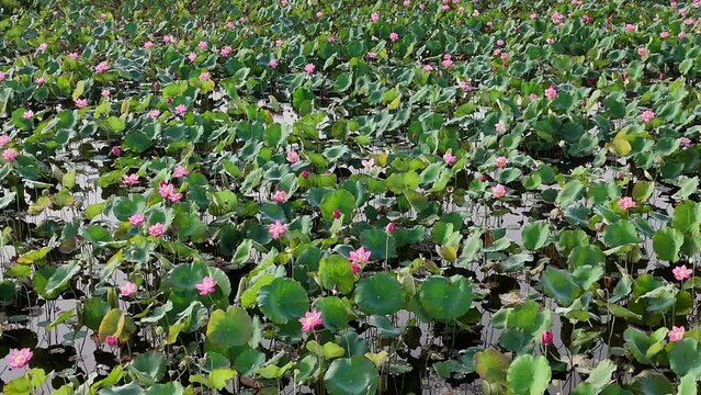Aerial view by drone of lotus flower lake, large field with pink bloosom and green leaf in wind, lotus plant is seasonal plant, a agricuture product of Hue countryside, Vietnam
