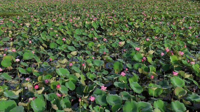 Aerial view by drone of lotus flower lake, large field with pink bloosom and green leaf in wind, lotus plant is seasonal plant, a agricuture product of Hue countryside, Vietnam