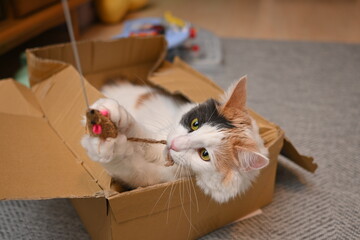 段ボールの中に入って猫じゃらしを捕まえる猫（メインクーン）