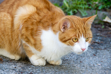 Bright portrait of cute red alley cat.