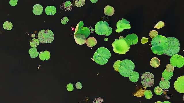 Aerial view by drone of lotus flower lake, large field in new, seedling growing in water, green leaf on surface of pond, kind of plant at Hue countryside, Vietnam