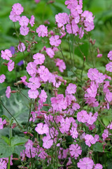 Fototapeta premium Pink Silene dioica, Red Campion, in flower.