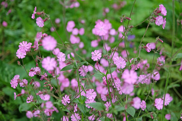 Pink Silene dioica, Red Campion, in flower.
