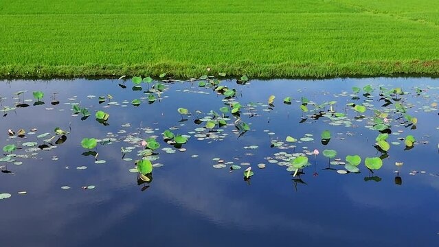 Aerial view by drone of lotus flower lake, large field in new, seedling growing in water, green leaf on surface of pond, kind of plant at Hue countryside, Vietnam
