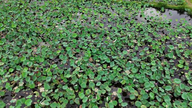 Aerial view by drone of lotus flower lake, large field with pink bloosom and green leaf in wind, lotus plant is seasonal plant, a agricuture product of Hue countryside, Vietnam