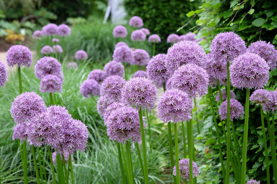 Purple allium, ornamental onion, &lsquo;Globemaster&rsquo; in flower.
