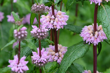 Pink Phlomoides tuberosa, sage leaf mullein &lsquo;Amazone&rsquo; in flower.