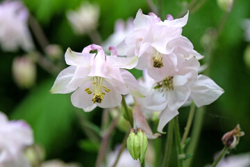 White Aquilegia Columbine, or granny’s bonnet in flower.