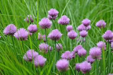 Fototapeta premium Purple Allium schoenoprasum, wild chives, in flower.