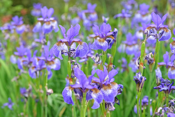 Pale blue Siberian flag iris, Sibirica Iris &lsquo;Heavenly Blue&rsquo; in flower.