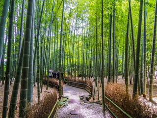 Obraz premium 【神奈川県】鎌倉の報国寺(竹寺)