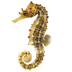 Close-up of a beautiful seahorse with intricate details, isolated on a white background, showcasing nature's incredible marine life.