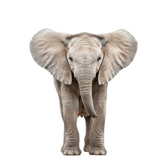 Obraz premium Front view of a baby elephant with large ears and trunk, isolated on white background, showcasing the cuteness and majesty of wildlife.