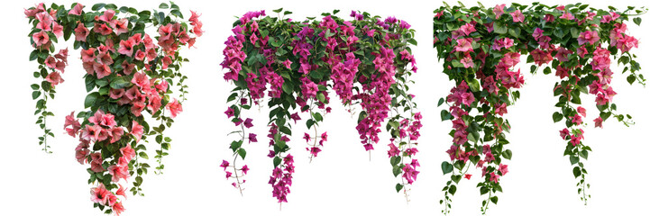 Bougainvillea Creeper Hanging Set Isolated on Transparent or White Background, PNG