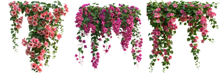 Bougainvillea Creeper Hanging Set Isolated on Transparent or White Background, PNG