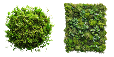 Green Moss Scattered Set Isolated on Transparent or White Background, PNG