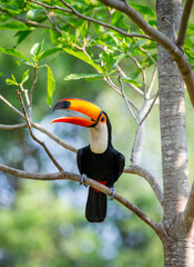 Toco toucan (Ramphastos toco) is sitting on a tree branch. Brazil. Pantanal.
