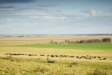 Agricultural Scenery: vast green pastures brown and black cows grazing under a clear sky. Copy space