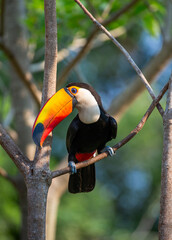 Toco toucan (Ramphastos toco) is sitting on a tree branch. Brazil. Pantanal.
