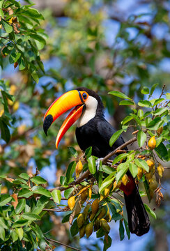 Toco toucan (Ramphastos toco) is sitting on a tree branch. Brazil. Pantanal.

