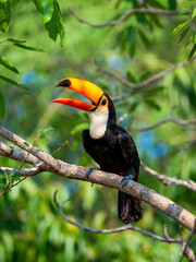 Toco toucan (Ramphastos toco) is sitting on a tree branch. Brazil. Pantanal.
