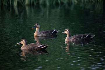 Obraz premium 오리